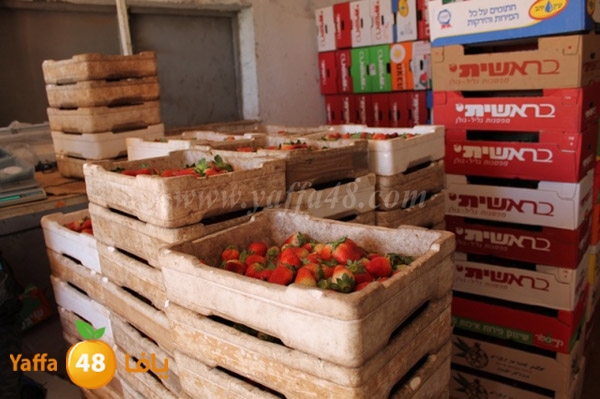 re7la tolkarem (80).JPG